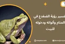 تفسير رؤية الضفدع في المنام وألوانه ودخوله للبيت تفسير حلم الضفدع في المنام