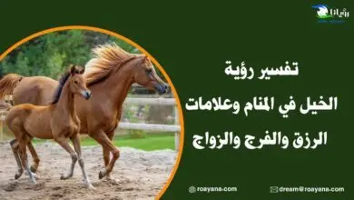 تفسير رؤية الخيل في المنام وعلامات الرزق والفرج والزواج تفسر رؤية الخيل في المنام