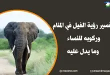 تفسير رؤية الفيل في المنام وركوبه للنساء وما يدل عليه تفسير رؤية الفيل في المنام
