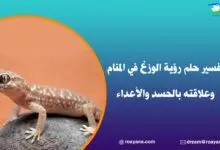تفسير حلم رؤية الوزغ في المنام وعلاقته بالحسد والأعداء تفسير حلم الوزغ في المنام